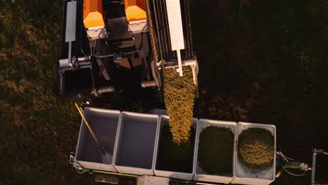 Mechanical-grape-harvester-offloading-white-wine-grapes-into-bin-on-trailer