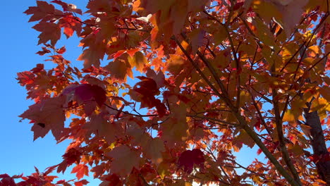 Sun-Peeking-Through-Red-Maple-Leaves-on-a-Breezy-Blue-Sky-Autumn-Day