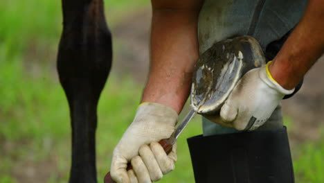 Hand-treatment-and-treatment-cleaning-the-hooves-of-a-brown-horse