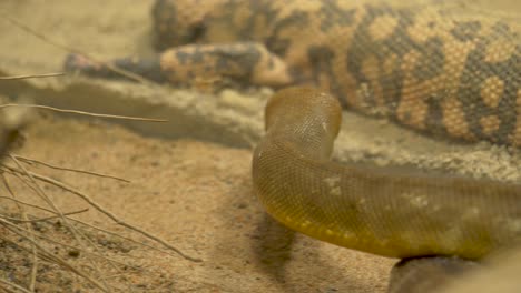 Close-up-tracking-shot-of-a-moving-woma-python-