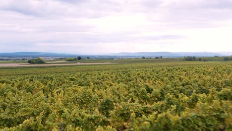 Drone-flight-over-lush-vineyard-rows-on-a-wine-farm-in-Austria