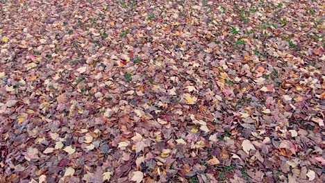 The-ground-is-completely-covered-by-fallen-leaves,-autumn,-full,-static