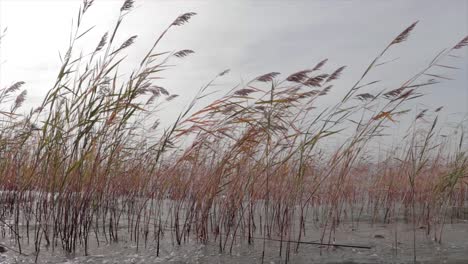 Reed-stems-swaying-in-the-wind-and-the-waves-of-the-lake
