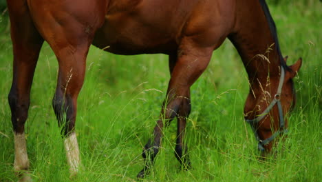 Grazing-brown-horse-on-the-grass-during-a-sunny-day