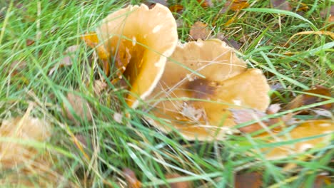 Close-up-of-walking-by-the-green-grass-meadow-full-of-dried-leaves-from-trees-and-coming-across-a-mushroom-in-the-forest-on-sunny-summer-day