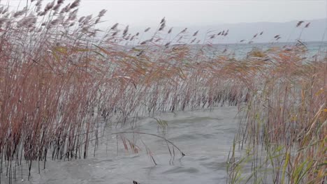 Reed-stems-swaying-on-the-wind-and-the-big-waves-of-a-natural-lake