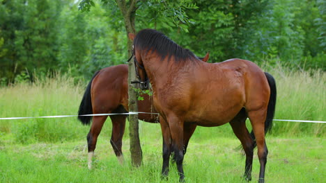 A-duo-of-brown-horses-grazing-on-the-grass-during-a-sunny-day
