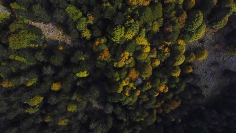 Aerial-top-down-view-of-autumn-foliage-evergreen-forest-during-fall-season-in-the-Vosges,-France