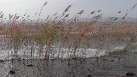 Reed-stems-are-pushed-by-the-big-waves-in-a-natural-lake