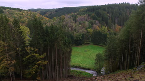 Stream-Flowing-On-A-Valleys-With-Coniferous-Trees-Near-Houffalize,-Belgium