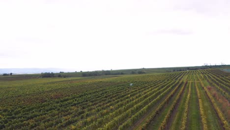 Healthy-vineyard-that-is-well-maintained,-Europe,-drone-fly-over