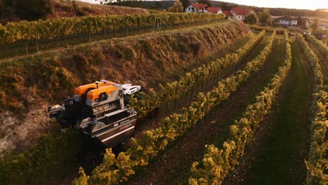 Mechanical-harvester-moving-over-vineyard-row-during-grape-harvest,-sunset-drone