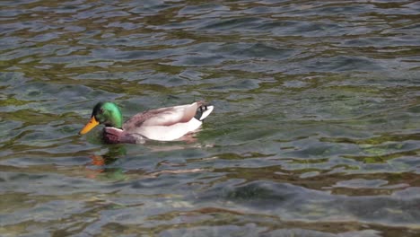 Duck-snorkeling-hunting-for-food-in-the-water-of-a-natural-lake