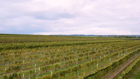 Long-vineyard-rows-passing-by-under-flying-drone