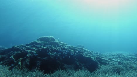 Fischschwarm,-Der-Direkt-über-Den-Korallenriffen-Von-Kefalonia,-Griechenland,-Unter-Wasser-Schwimmt