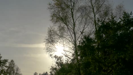 Sun-rays-emerging-though-the-green-tree-branches