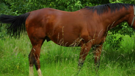 Grazing-brown-horse-on-the-grass-during-a-sunny-day