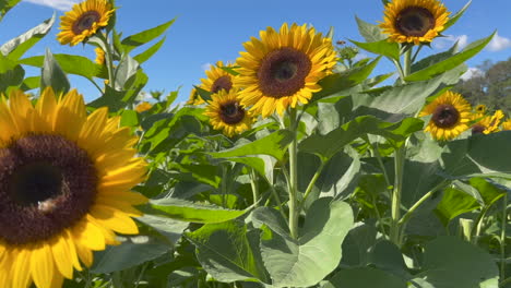 Feld-Mit-Sonnenblumen-Und-Bienen-An-Einem-Sonnigen-Tag