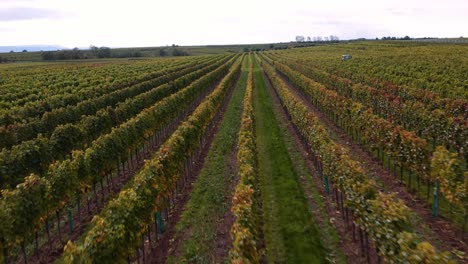 Drone-flies-low-and-diagonally-over-healthy-vineyards,-Europe