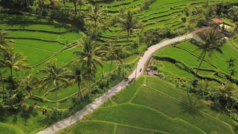 drone-shot-slighty-downwards-tilt-of-a-motorcycle-riding-through-the-ricefields-paddies-of-Tirtagangga,-Bali-Indonesia-4k