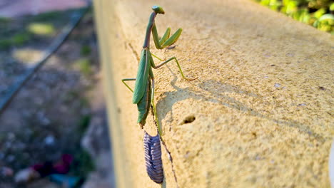 An-egg-laying-green-mantis-on-a-garden-wall-walks-away-after-spinning-her-egg-case