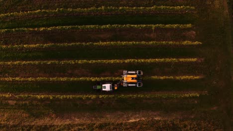 Overhead-view-of-mechanical-harvester-harvesting-a-vineyard-row