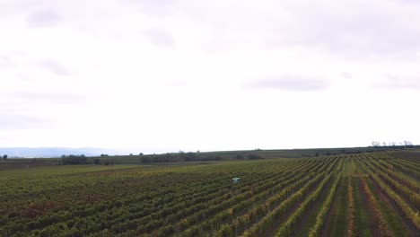 Immaculate-vineyards-on-wine-farm-in-Austria,-drone-tilt-down-shot
