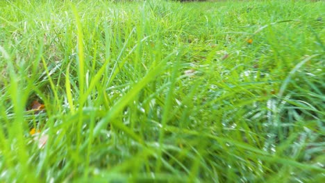 Close-up-view-of-walking-by-the-green-grass-meadow-in-the-forest-on-bright-sunny-summer-day