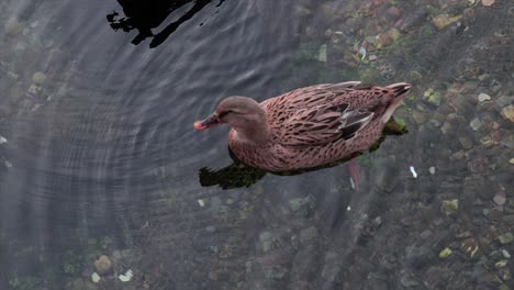 Braune-Ente,-Die-In-Einem-Klaren-Wasser-Eines-Natürlichen-Sees-Schwimmt