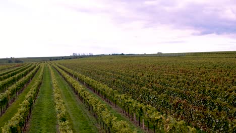 Beautiful-healthy-looking-vineyards-in-Austrian-countryside