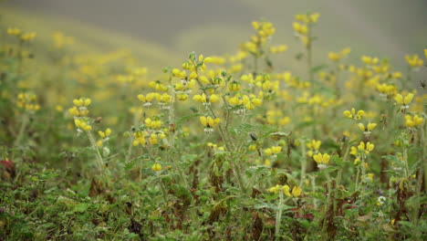 Closeup-shot-of-a-field-of-daisies-in-Lomas-de-Manzano,-Pachacamac,-Lima,-Peru
