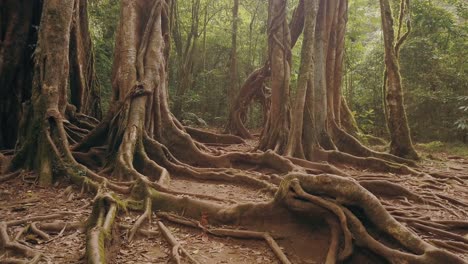 slow-rotating-shot-over-big-roots-of-a-large-tropical-tree-in-the-rainforest-of-Bali,-Indonesia-in-4k