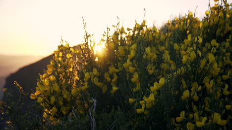 Dolly-move-from-behind-bright-yellow-flowers-into-sunset-sunlight,-slow-motion