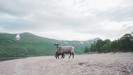 A-Couple-Of-Black-Sheep-At-The-Rocky-Shore-Of-The-Lake-In-Trekanten,-Norway,-Trollheimen