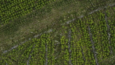 Granja-De-árboles-En-El-Campo-De-Killarney-En-Irlanda,-Vista-Aérea-De-Arriba-Hacia-Abajo