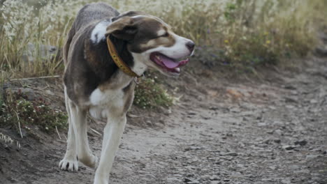 Glücklich-Aussehender-Hund,-Der-Auf-Einem-Feldweg-Mit-Herausgestreckter-Zunge-In-Zeitlupe-Läuft