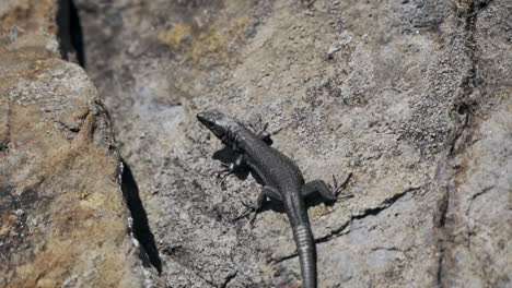 Small-dark-lizard-on-rock-sun-bathing-in-midday-heat,-slow-motion