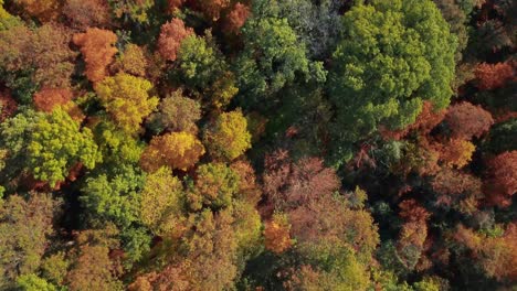 Herbst--Und-Herbstbäume-In-Den-Vororten-Des-Mittleren-Westens