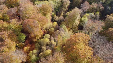 Epping-forest-England-UK-in-Autumn-vibrant-tree-colours-sunny-day-aerial-drone-pan-over-woodland