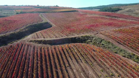 Vineyard-with-grapevines-for-wine-production-in-different-crops-and-terrains-at-a-wine-farm-in-La-Rioja,-Spain