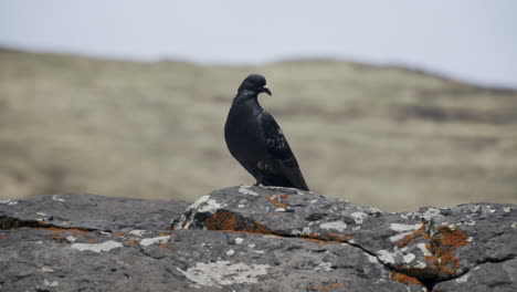 Trocaz-Pigeon-sits-on-lone-rock-and-looks-around