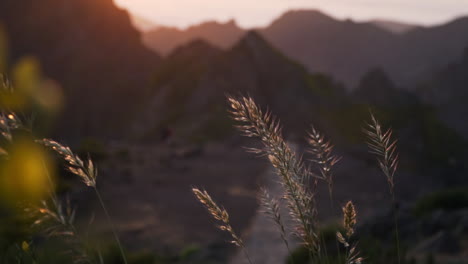 Plants-sway-in-breeze-and-shine-in-golden-light-during-sunset-in-mountains