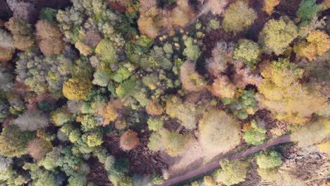 Epping-forest-in-Autumn-,-vibrant-tree-colours-sunny-day-aerial-drone-high-overhead-birds-eye-view