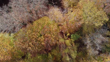 Epping-Forest-Inglaterra-Reino-Unido-En-Otoño-Colores-Vibrantes-Del-árbol-Día-Soleado-Drone-Aéreo