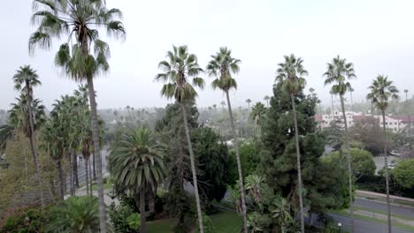 Rising-Aerial-View-of-Beverly-Hills-Tall-Palm-Trees-in-Early-Morning-Fog,-California