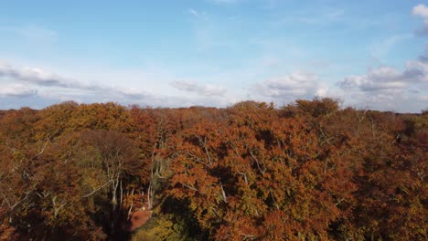 Epping-forest-in-Autumn-,-vibrant-tree-colours-sunny-day-aerial-drone-rising-over-trees-footage
