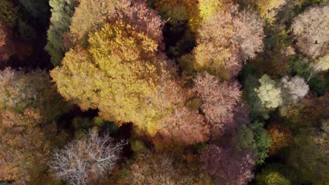 Epping-forest-England-UK-in-Autumn-vibrant-tree-colours-sunny-day-aerial-drone-overhead-4K