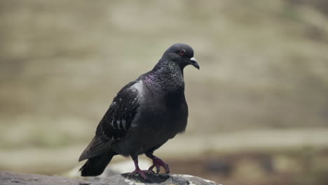 Close-up-of-dark-pigeon-sitting-on-rock-and-looking-around,-slow-motion