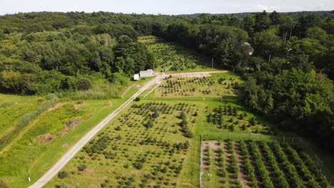 High-aerial-footage-of-extensive-christmas-tree-farm,-located-in-forest-setting