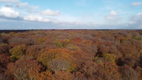 Epping-forest-in-Autumn-,-vibrant-tree-colours-sunny-day-aerial-drone-pan-footage